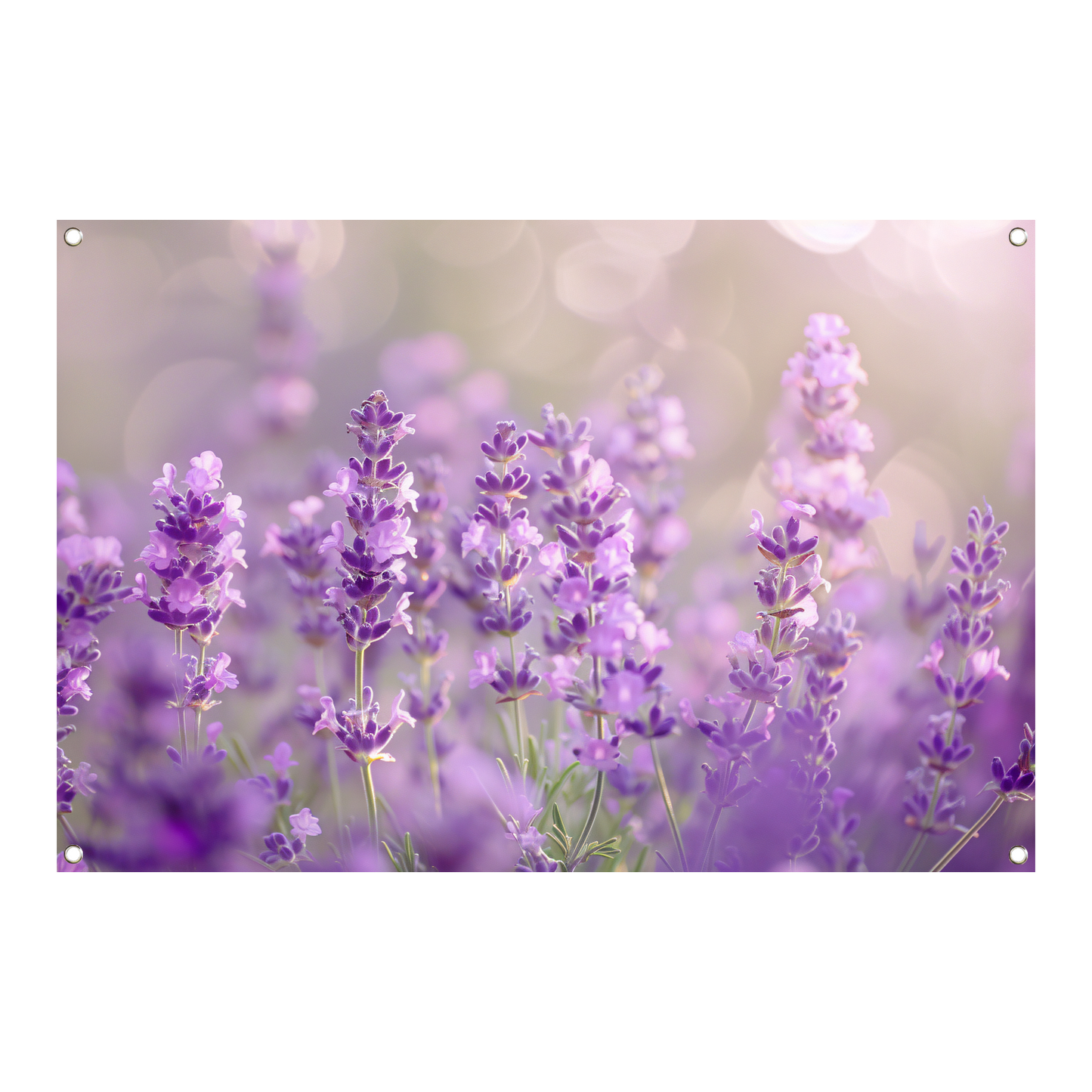 Lavendelveld in bloei met zachte zonlichtgloed tuinposter