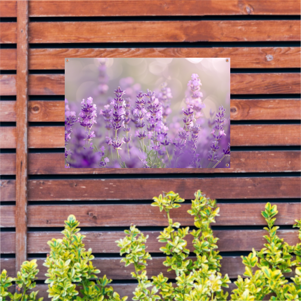 Lavendelveld in bloei met zachte zonlichtgloed tuinposter