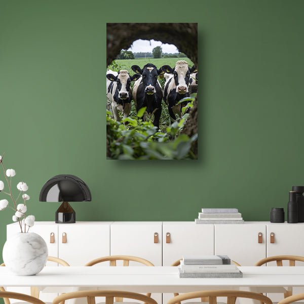 Drie zwart-wit koeien staren nieuwsgierig acrylglas