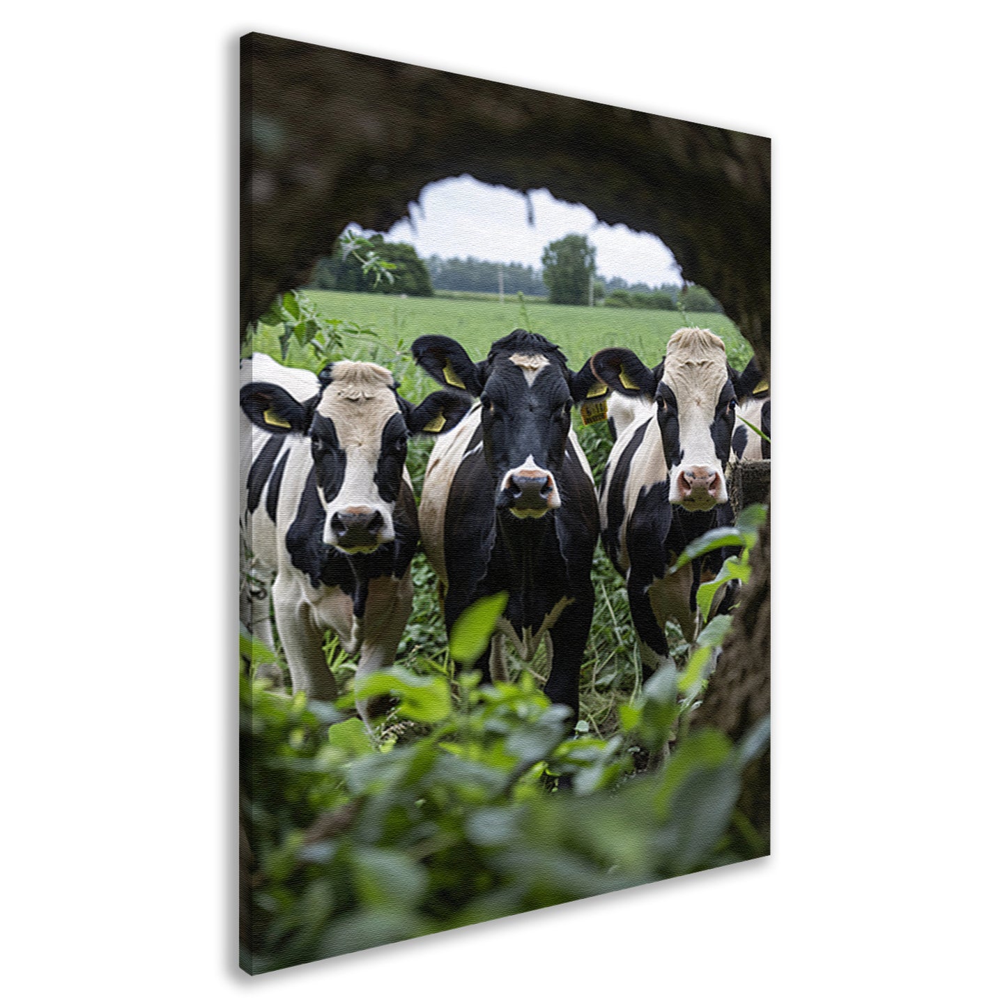 Drie zwart-wit koeien staren nieuwsgierig canvas