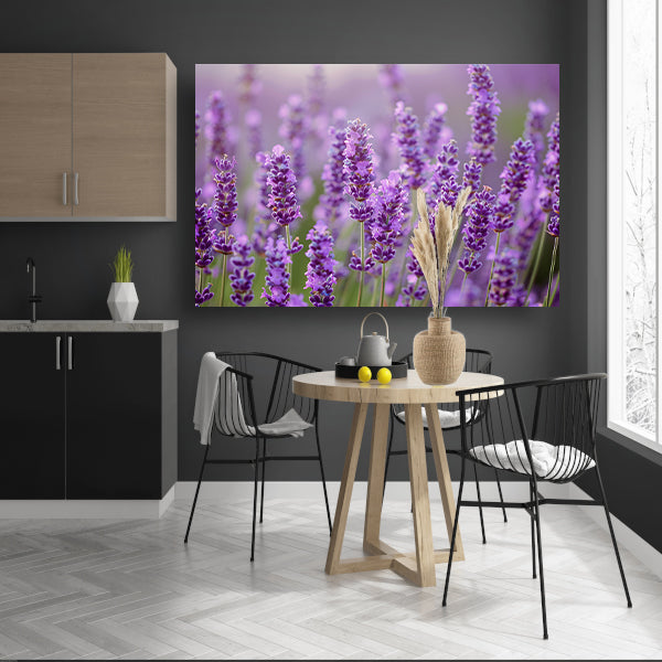 Lavendelveld in bloei met bij op voorgrond poster