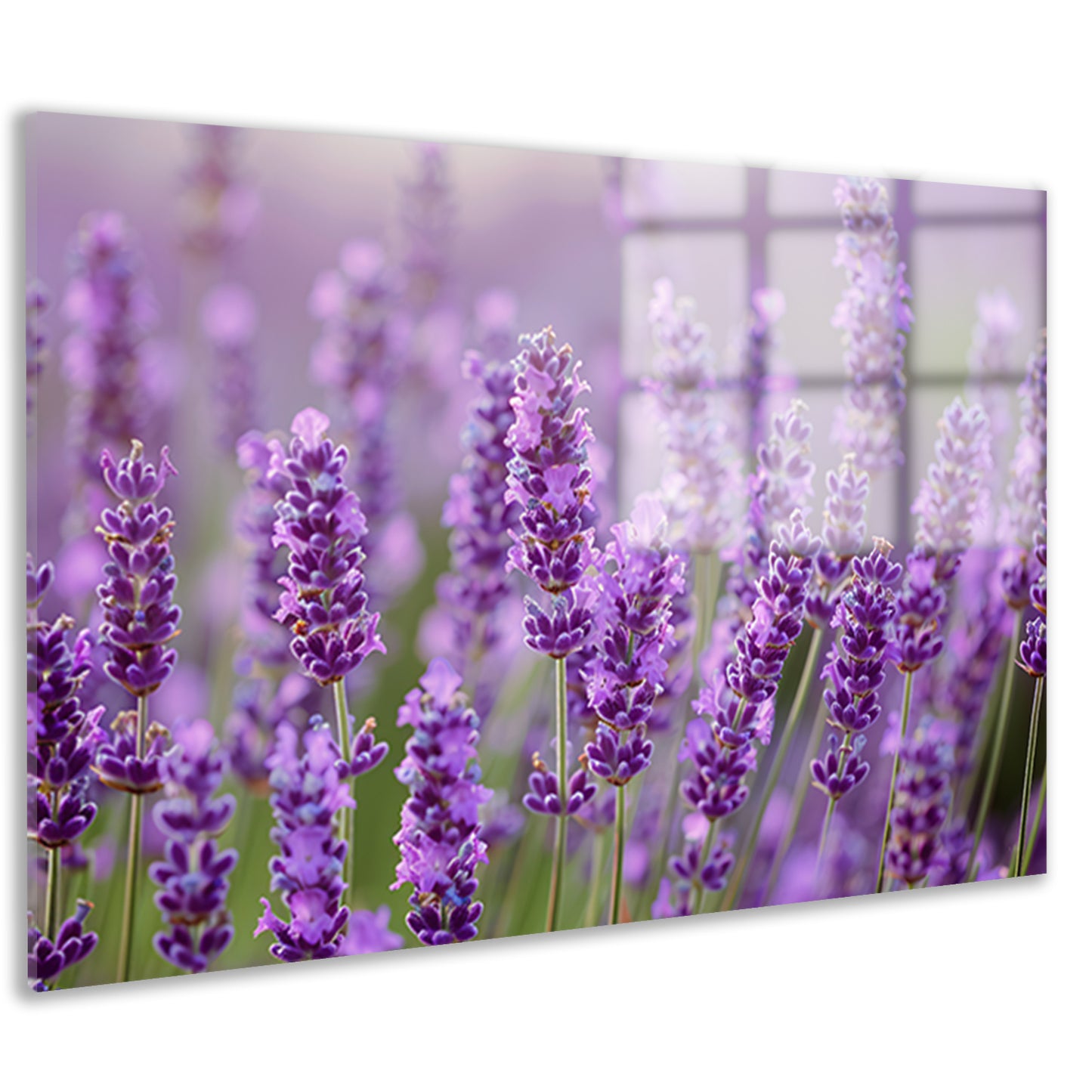 Lavendelveld in bloei met bij op voorgrond acrylglas