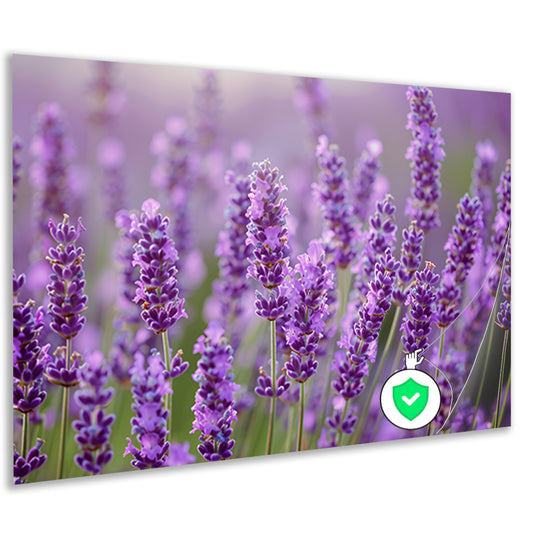 Lavendelveld in bloei met bij op voorgrond poster