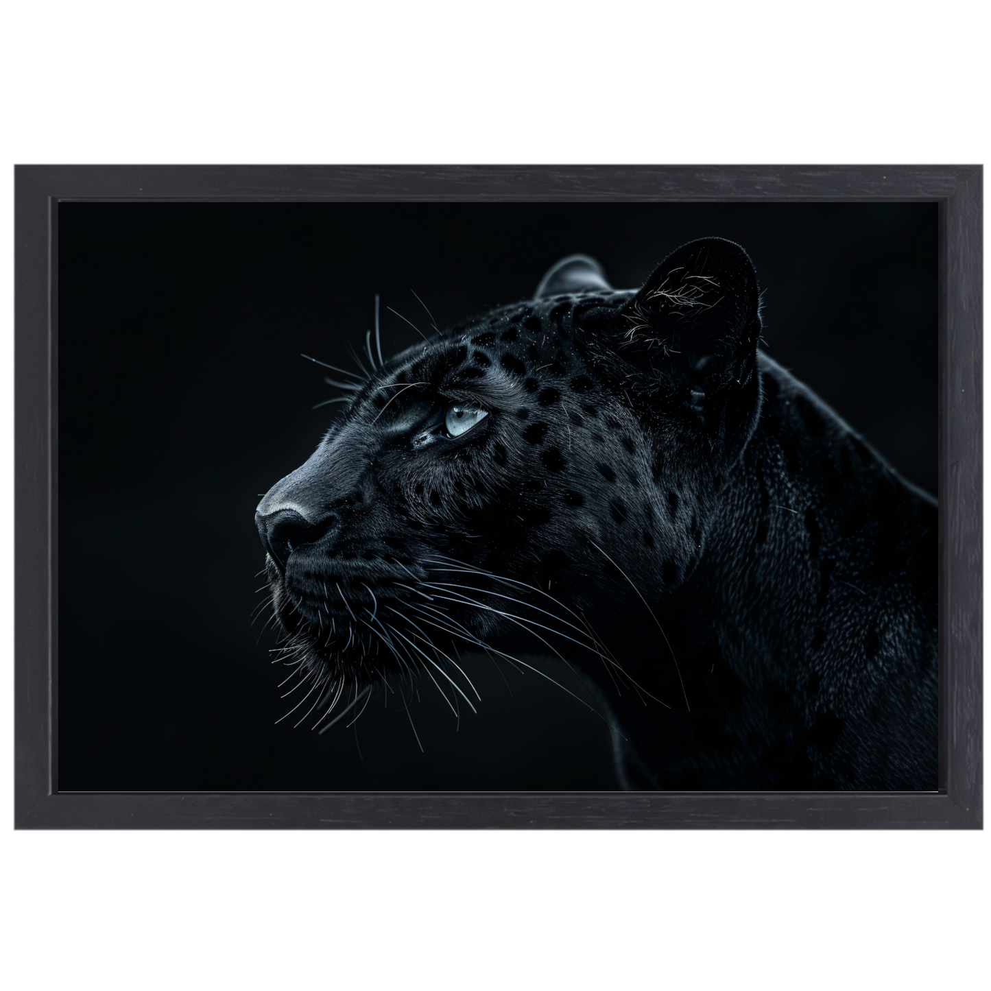 De intense blik van de zwarte panter canvas met baklijst