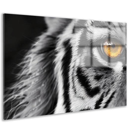 Intense blik van een tijgeroog acrylglas