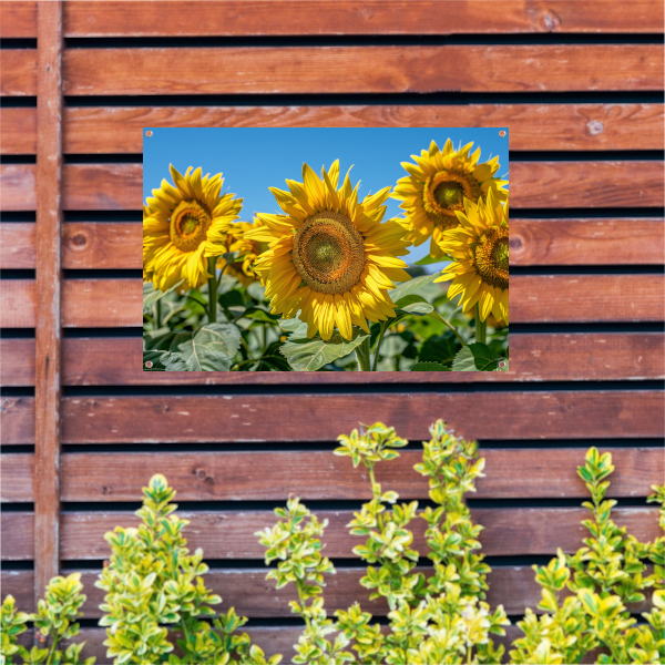 Levendige zonnebloemen onder een helderblauwe hemel tuinposter