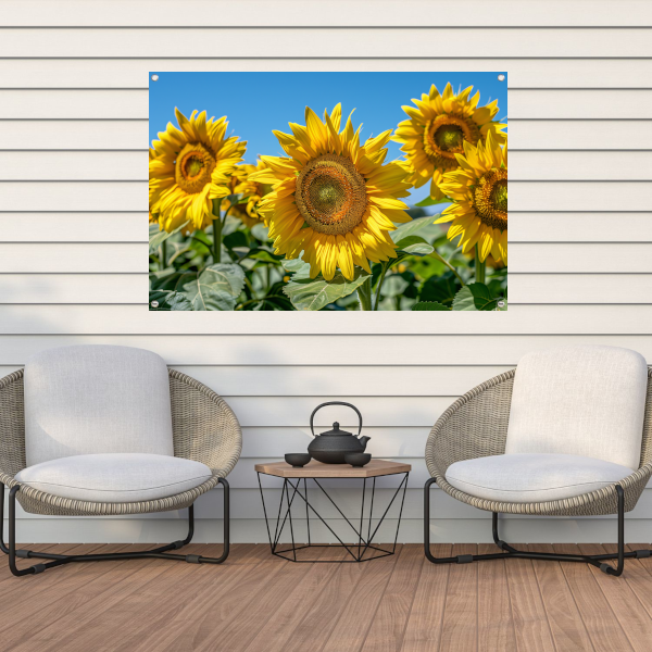 Levendige zonnebloemen onder een helderblauwe hemel tuinposter