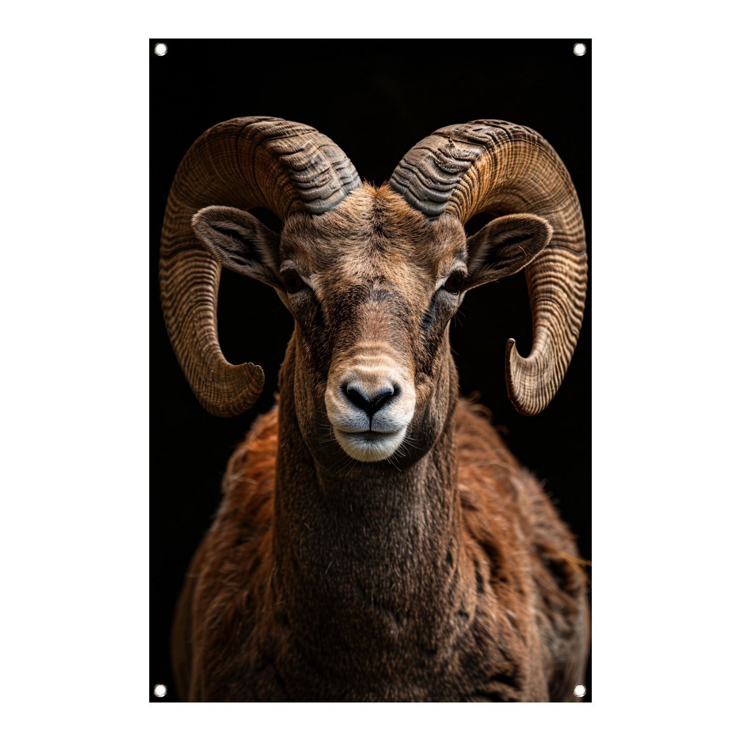 Indrukwekkende Ram met Elegante Krullende Hoorns tuinposter