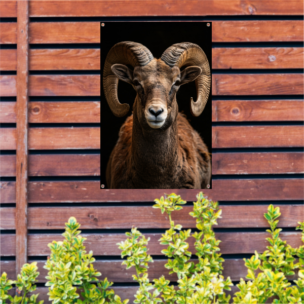 Indrukwekkende Ram met Elegante Krullende Hoorns tuinposter