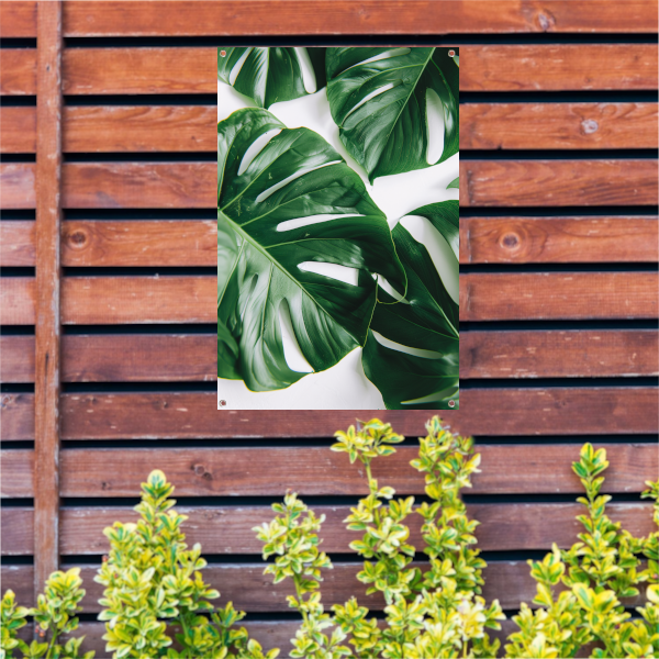 Elegante Monstera bladeren op helderwitte achtergrond tuinposter