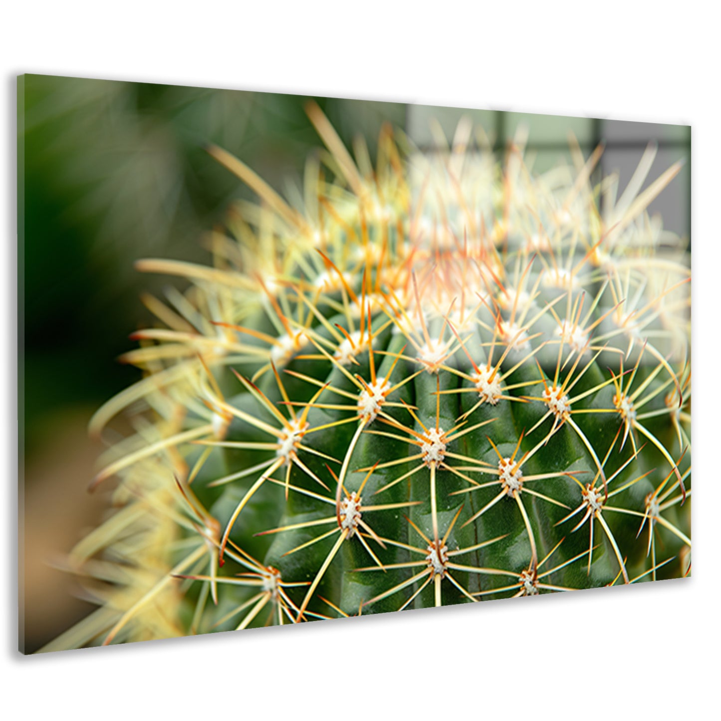 Gedetailleerde close-up van een cactusplant acrylglas