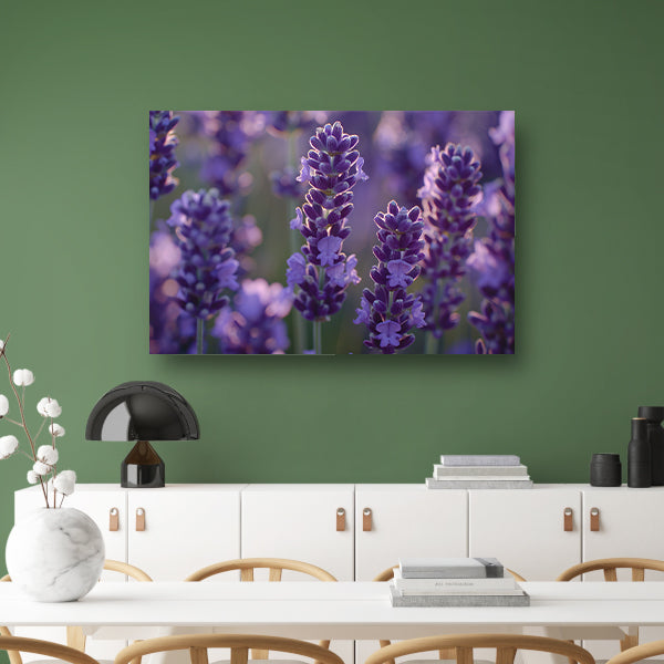 Betoverende lavendelbloemen badend in zacht avondlicht canvas