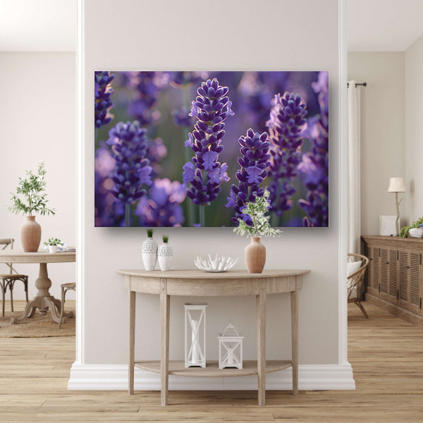 Betoverende lavendelbloemen badend in zacht avondlicht canvas