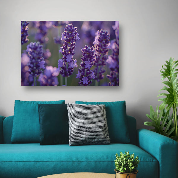 Betoverende lavendelbloemen badend in zacht avondlicht canvas