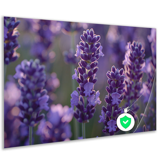 Betoverende lavendelbloemen badend in zacht avondlicht poster