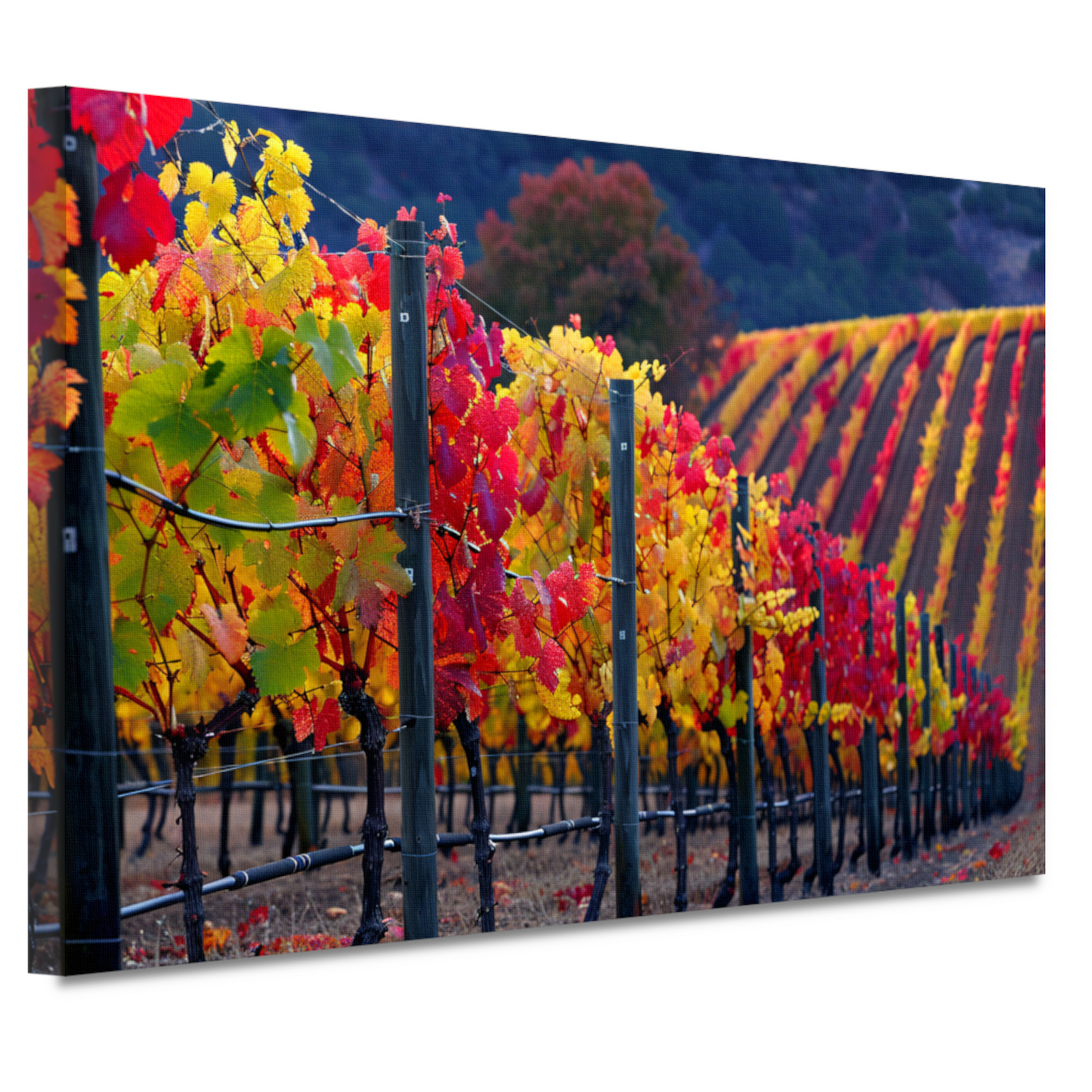 Wijngaard in Herfsttinten Panorama canvas