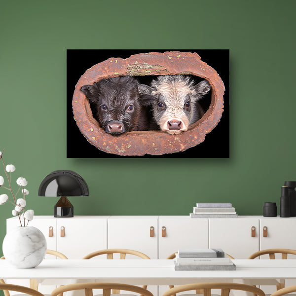 Twee kalfjes in een roestig raam acrylglas