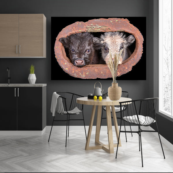 Twee kalfjes in een roestig raam acrylglas