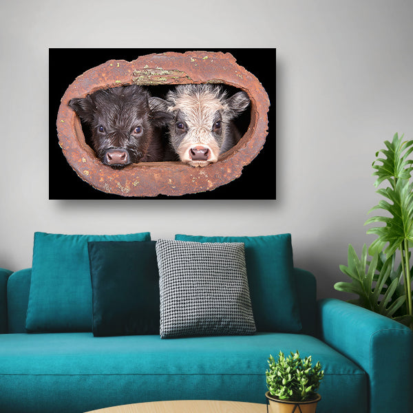 Twee kalfjes in een roestig raam acrylglas