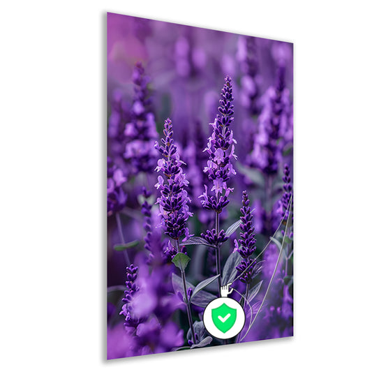 Close-up van paarse lavendel in bloei poster
