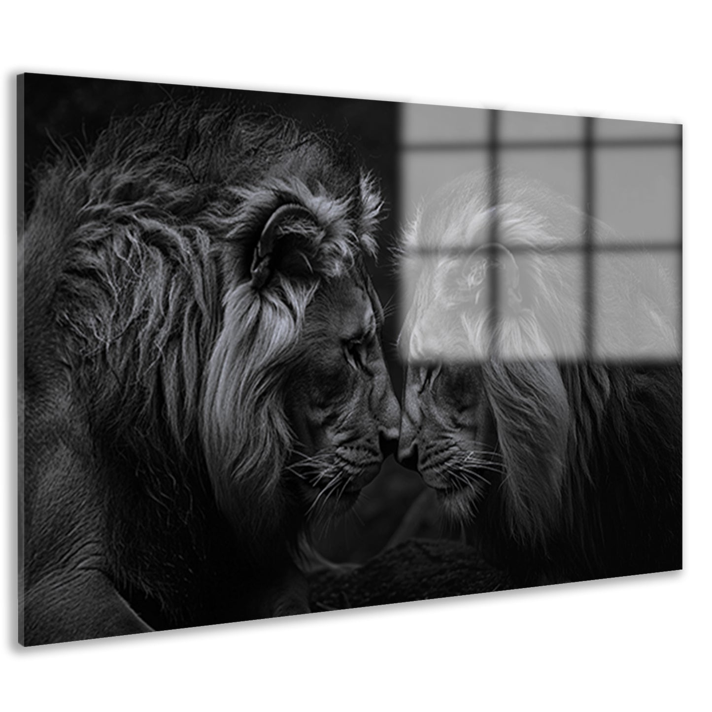 Twee leeuwen in een donkere omgeving acrylglas