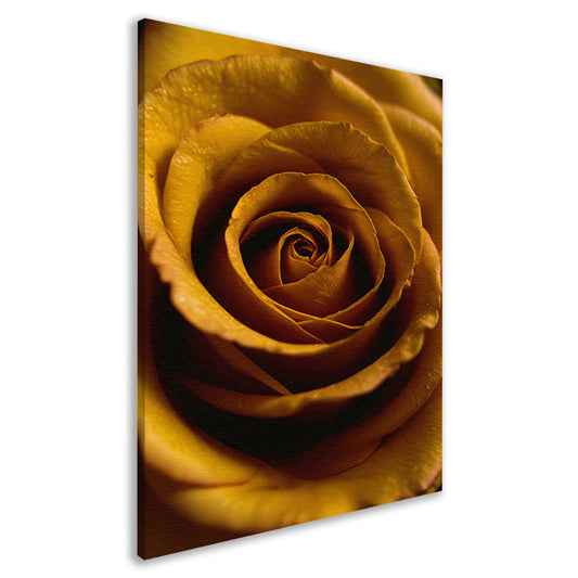 Gouden ochtenddauw op gele roos canvas