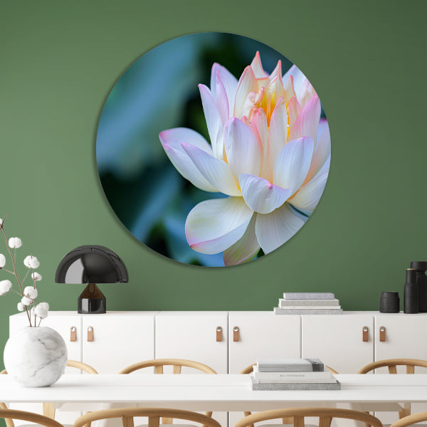 Prachtige close-up van een bloeiende lotus forex muurcirkel