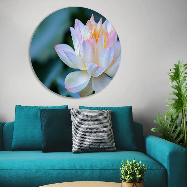Prachtige close-up van een bloeiende lotus forex muurcirkel