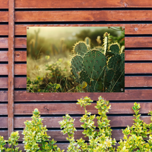 Close-up van cactusveld bij zonsopgang tuinposter