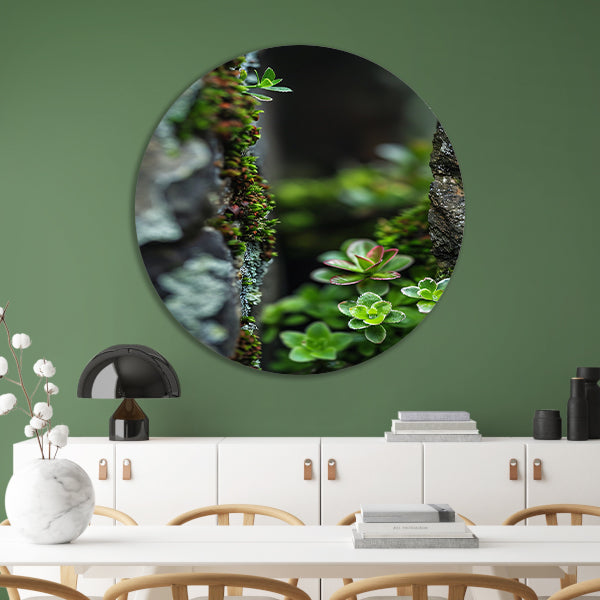 Close-up Groene Planten Tussen Stenen forex muurcirkel