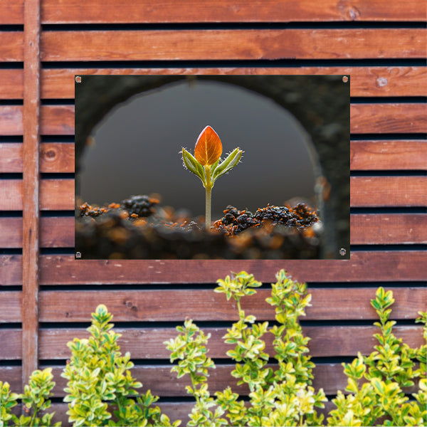 Close-up van ontkiemende plant tuinposter