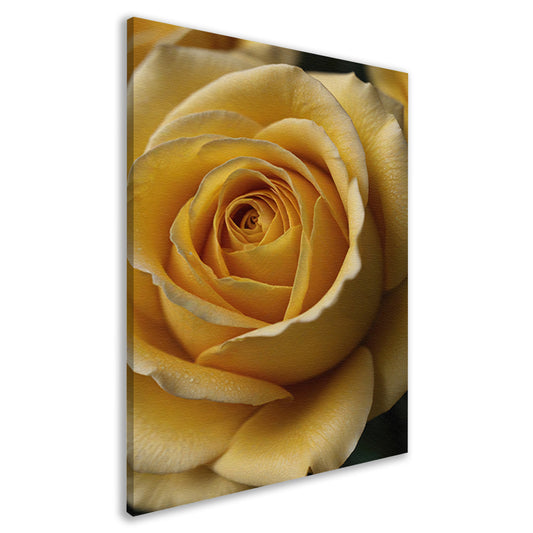Close-up Gele Roos met Dauwdruppels canvas