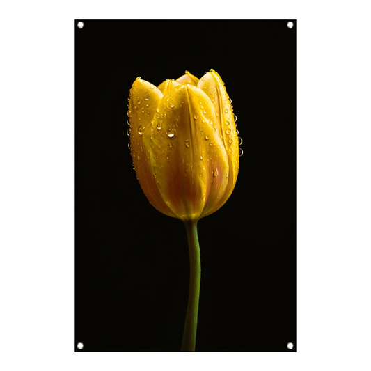 Gele tulp tegen zwarte achtergrond met dauw tuinposter