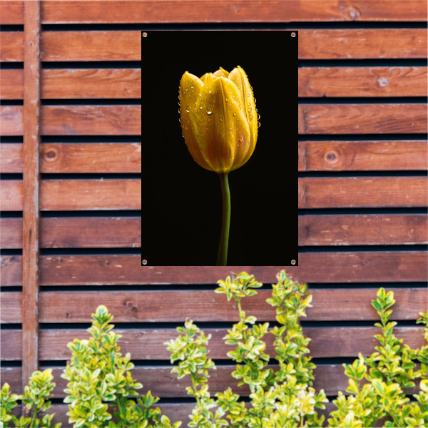 Gele tulp tegen zwarte achtergrond met dauw tuinposter