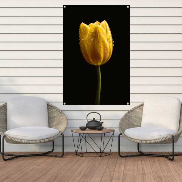 Gele tulp tegen zwarte achtergrond met dauw tuinposter
