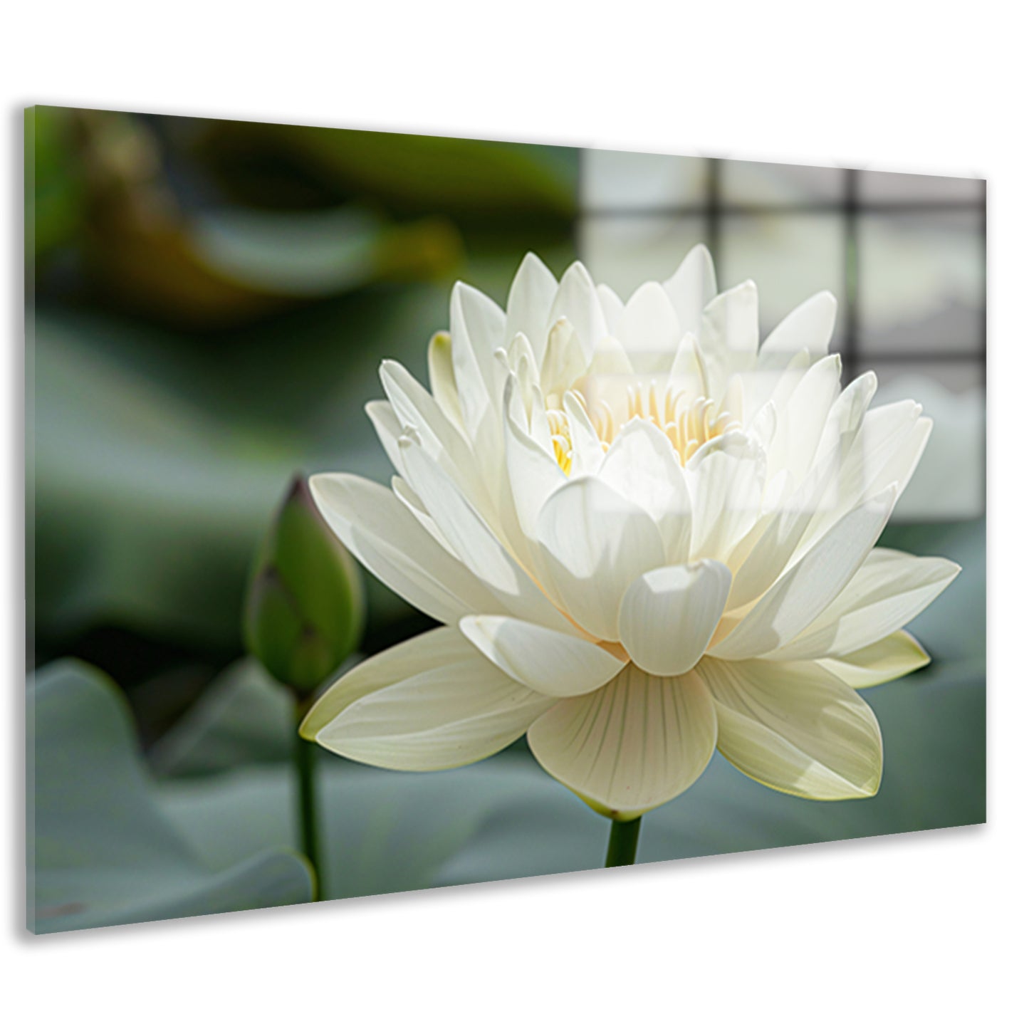 Close-up van een serene witte lotus acrylglas