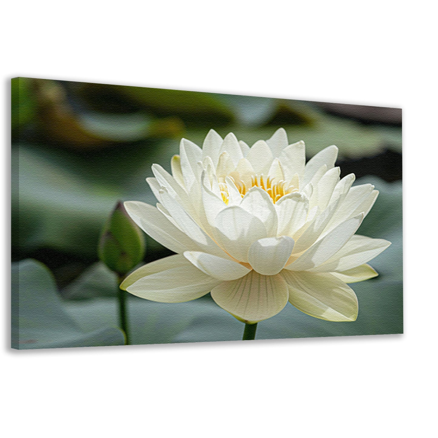 Close-up van een serene witte lotus canvas