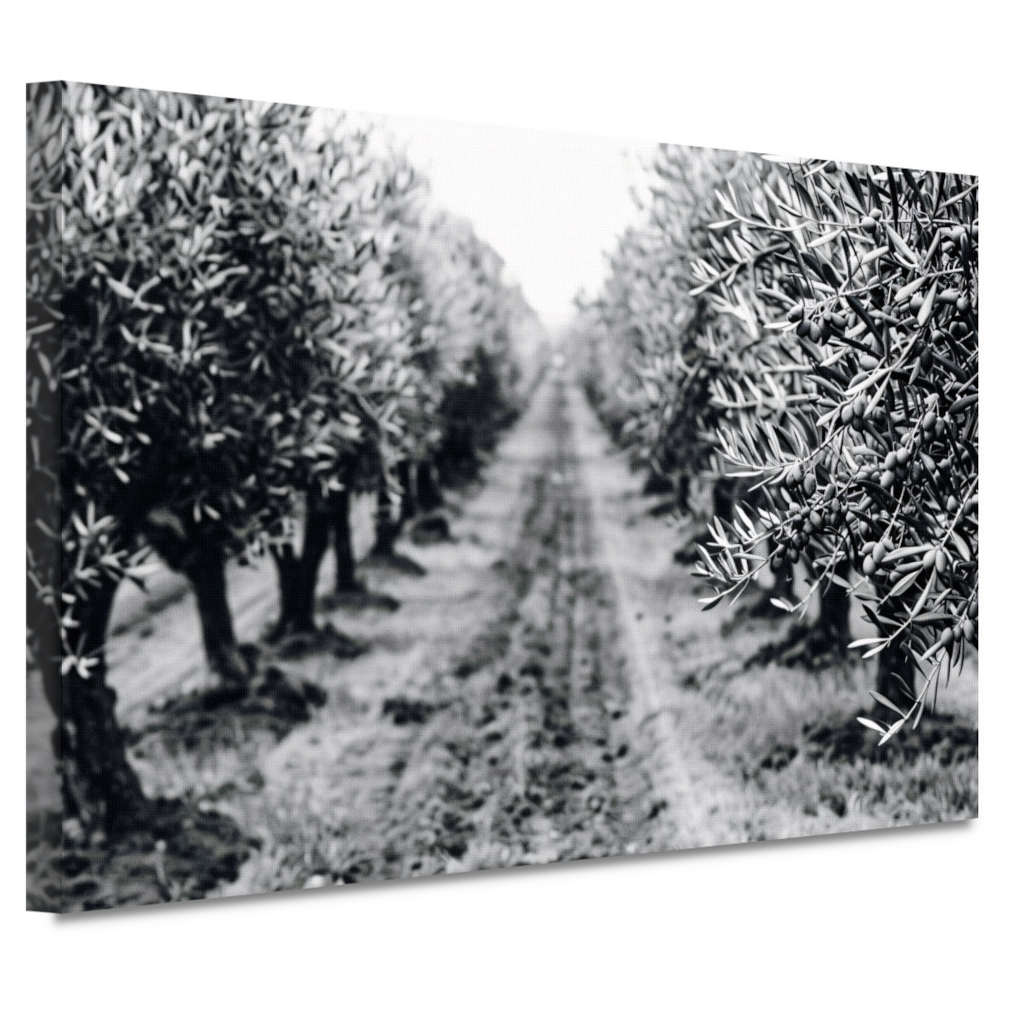Olijfbomen onder maanlicht canvas