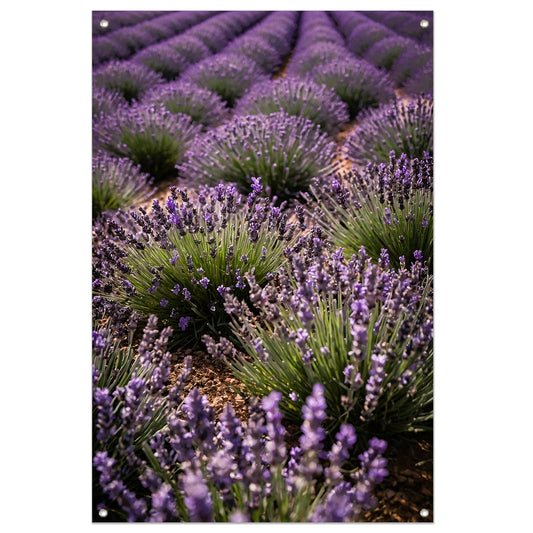 Prachtige lavendelvelden in volle bloei tuinposter