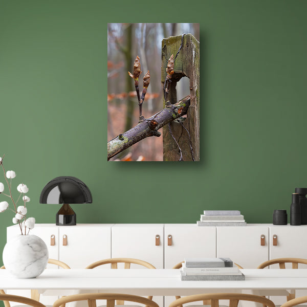 Lenteknoppen op een tak in het bos acrylglas