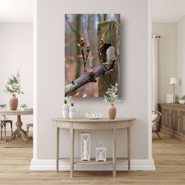 Lenteknoppen op een tak in het bos acrylglas