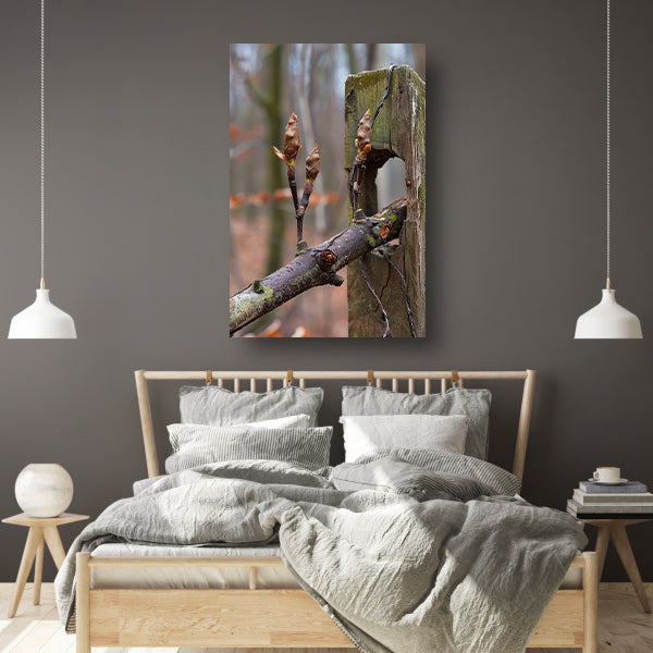 Lenteknoppen op een tak in het bos acrylglas