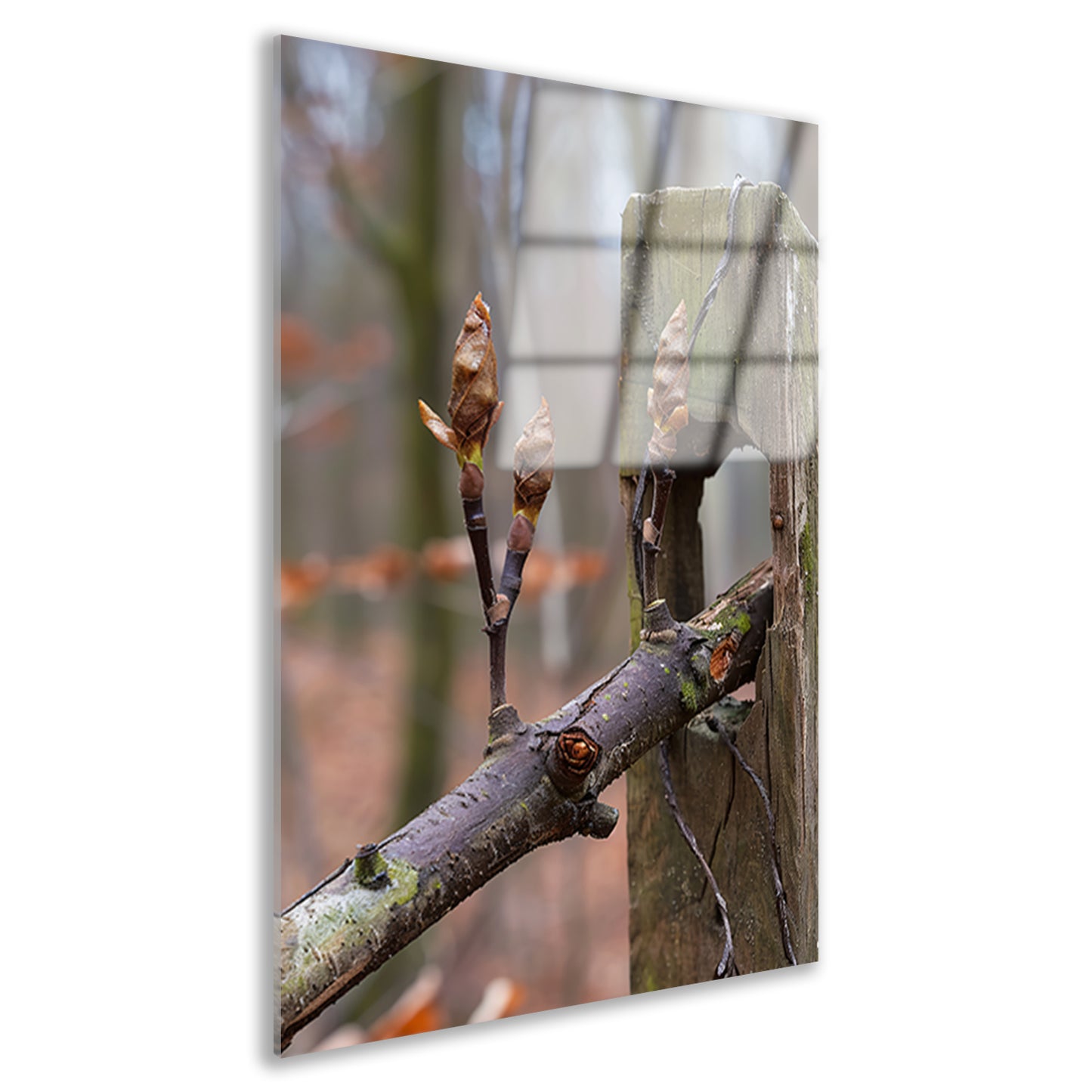 Lenteknoppen op een tak in het bos acrylglas