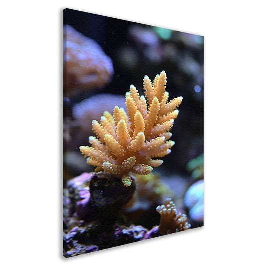 Koraalrif Stilleven canvas