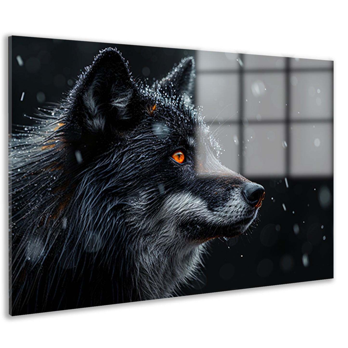 Intense wolvenblik in de sneeuw acrylglas