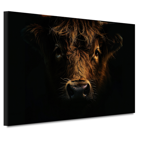 Schotse hooglander in duister lichtspel canvas