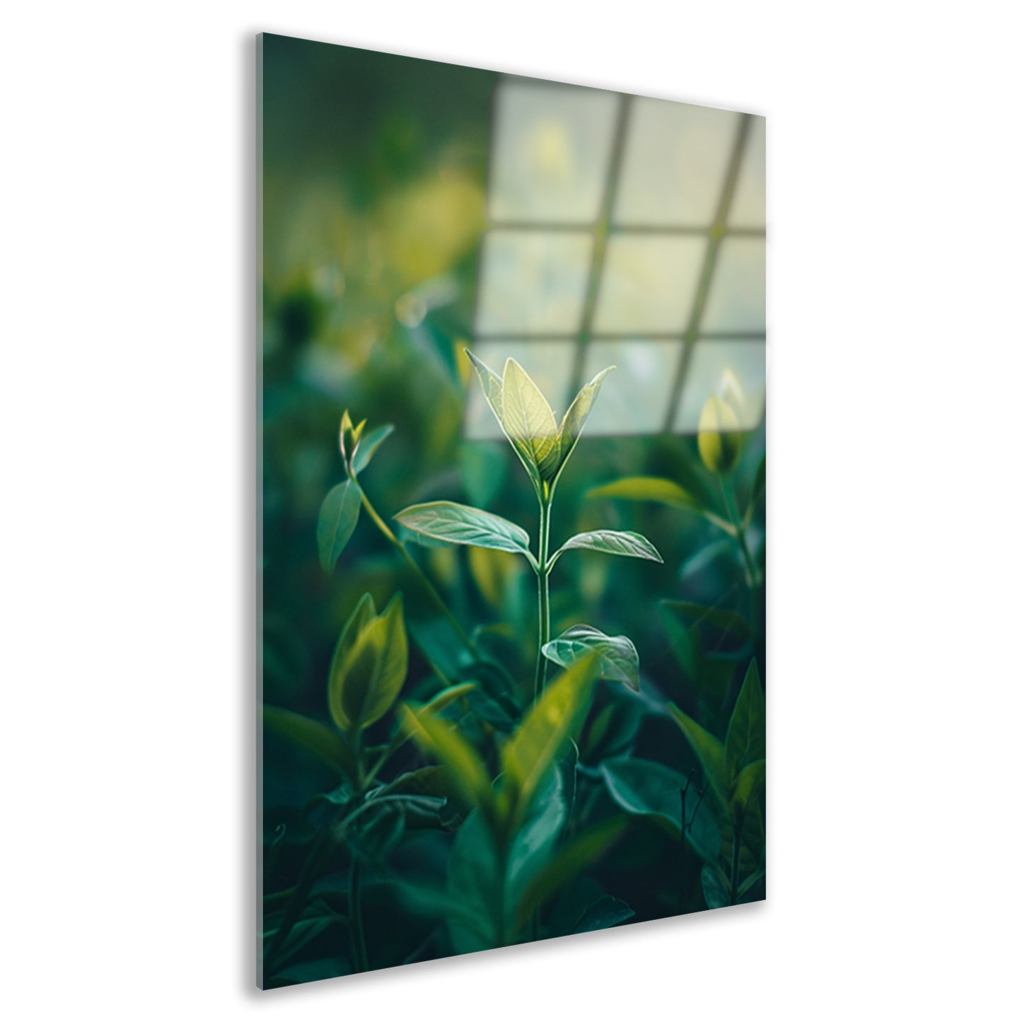 Close-up van een Groeiende Plant in Natuurlijk Licht acrylglas