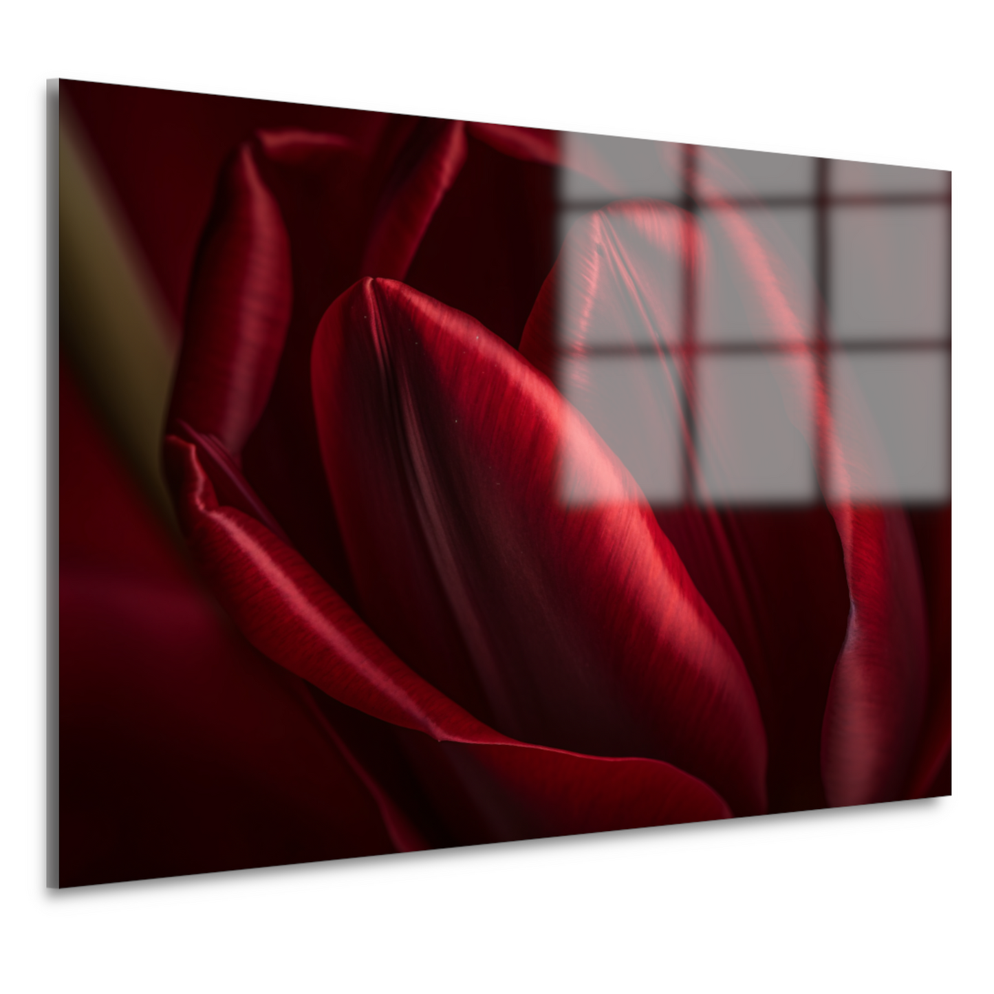 Close-up van rode bloem in donkere achtergrond acrylglas