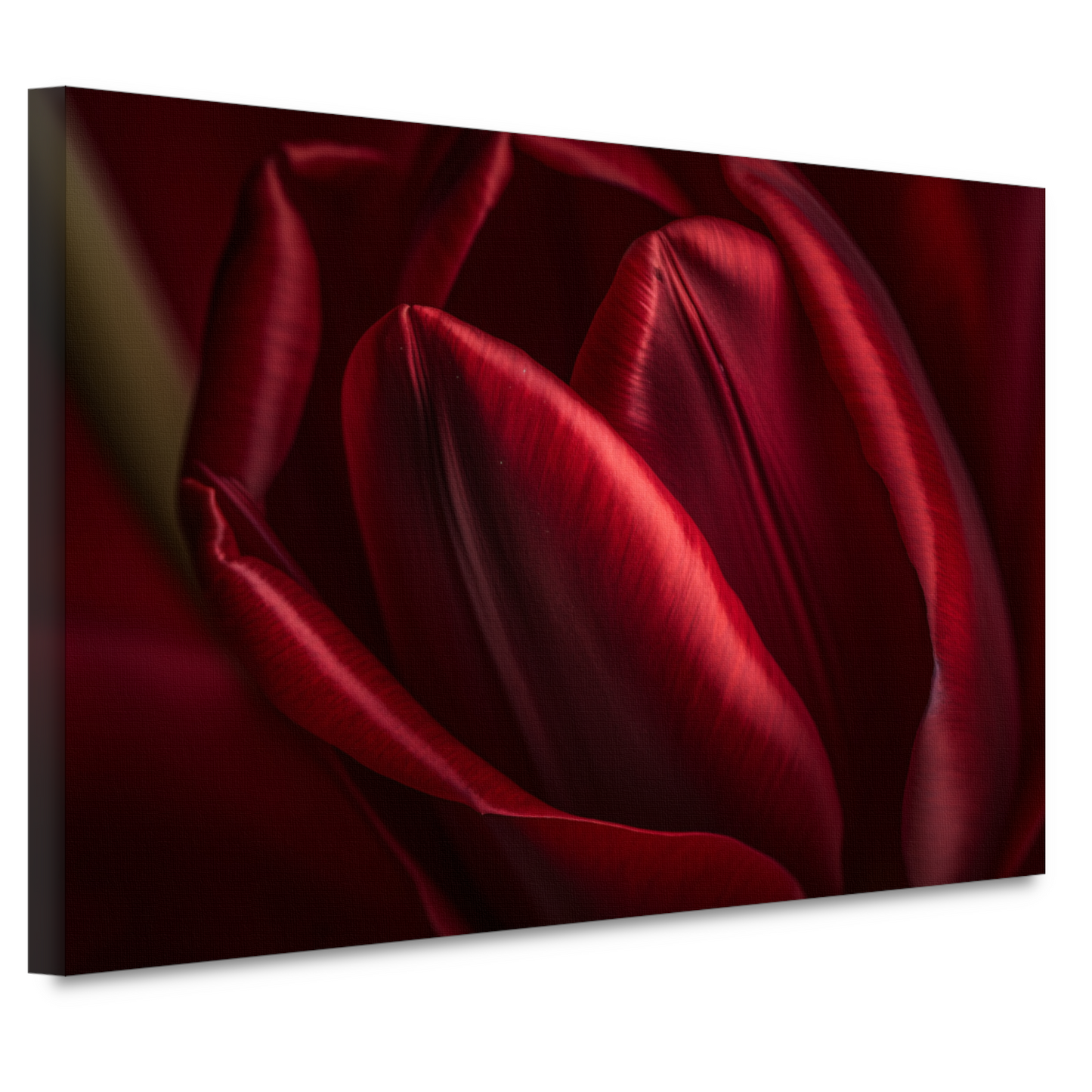 Close-up van rode bloem in donkere achtergrond canvas