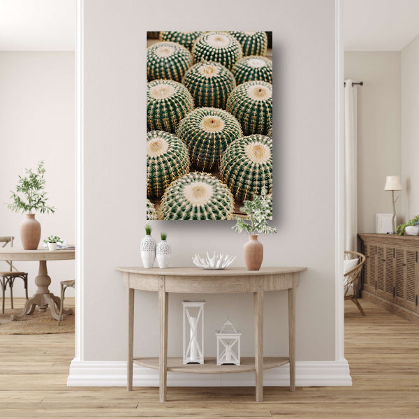 Veel ronde cactussen in close-up acrylglas